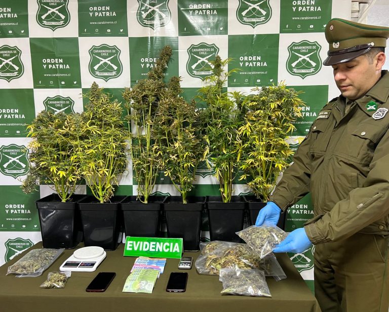Carabineros del OS7 desarticulan red de microtráfico y cultivo ilegal de marihuana en Valdivia
