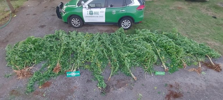 Carabineros incautan marihuana en proceso de secado y plantas de hasta tres metros de altura en Reumén
