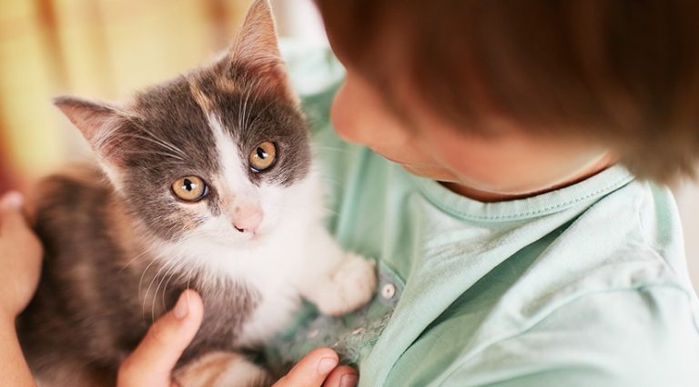 Bienvenido agosto, ¿mes de los gatos?