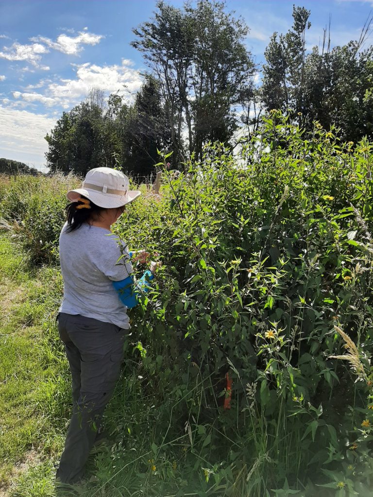 Palo negro: Destacan a especie con propiedades medicinales como una alternativa para cultivo agroforestal