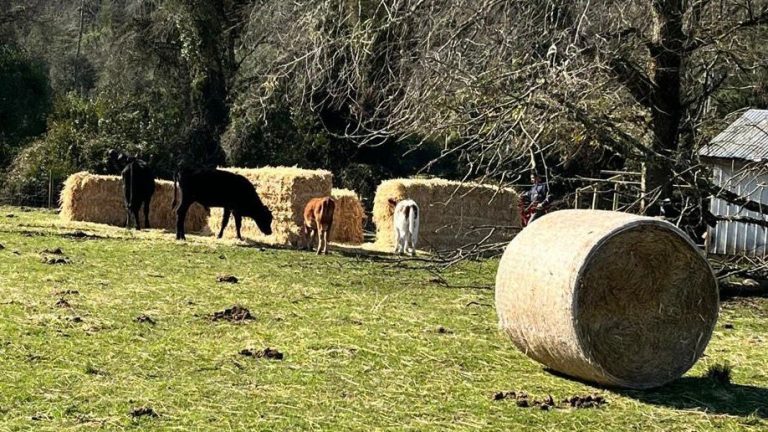 Continúa entrega de ayuda a pequeños agricultores afectados por últimos temporales