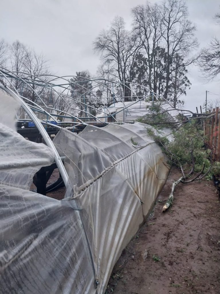 CONAF Los Ríos establece procedimiento excepcional para traslado de árboles nativos
