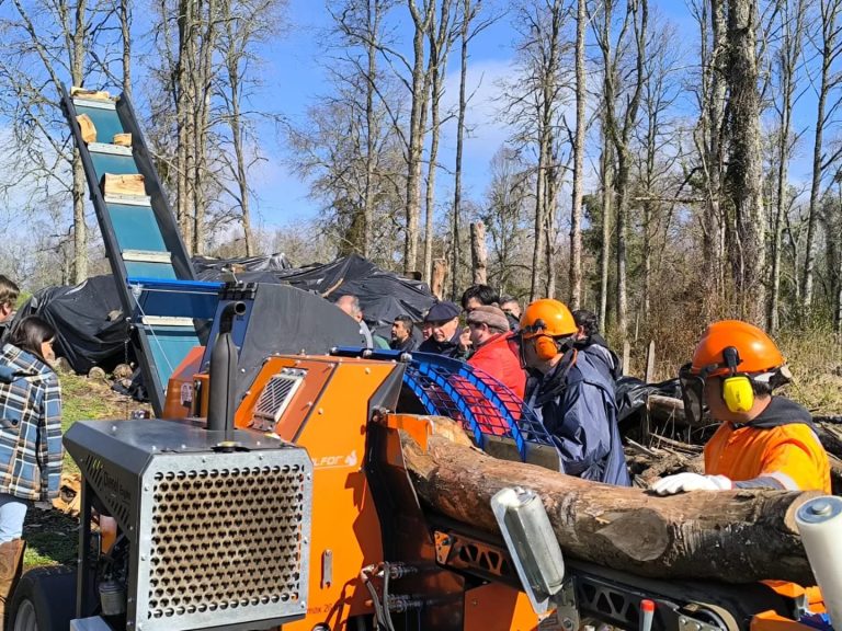Proyecto de Los Ríos apuesta por manejo sustentable de bosque y producción de leña de calidad