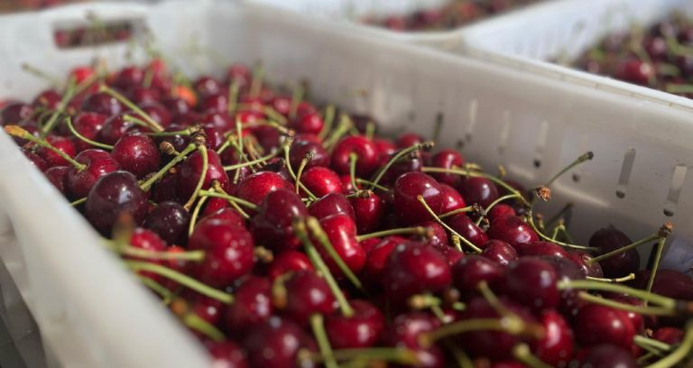 ProChile invita a exportadores de Los Ríos a participar en Concurso Silvoagropecuario 2025