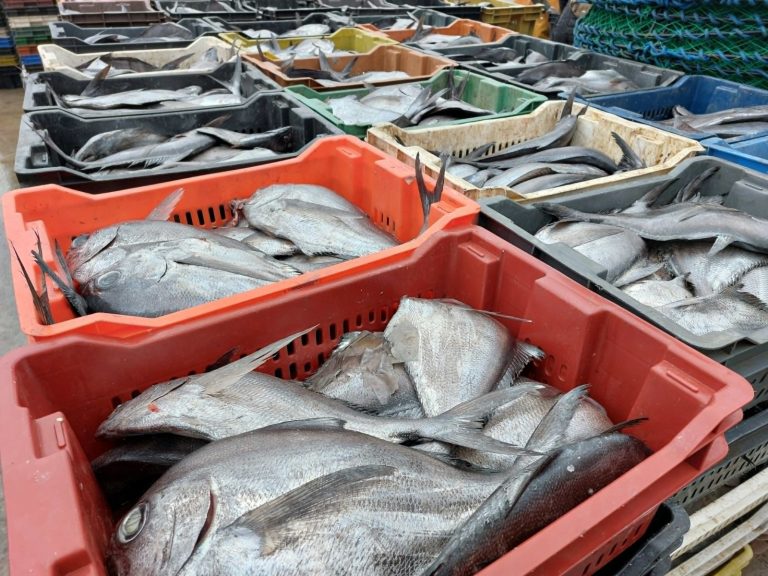 Corte Suprema falla a favor de Sernapesca y multa a particular al pago de 190 UTM por transporte ilegal de recursos del mar