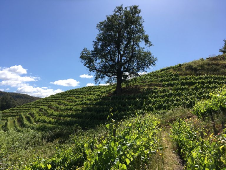 Vinos de Los Ríos viajan a Perú y llegan a los mejores restaurantes del mundo