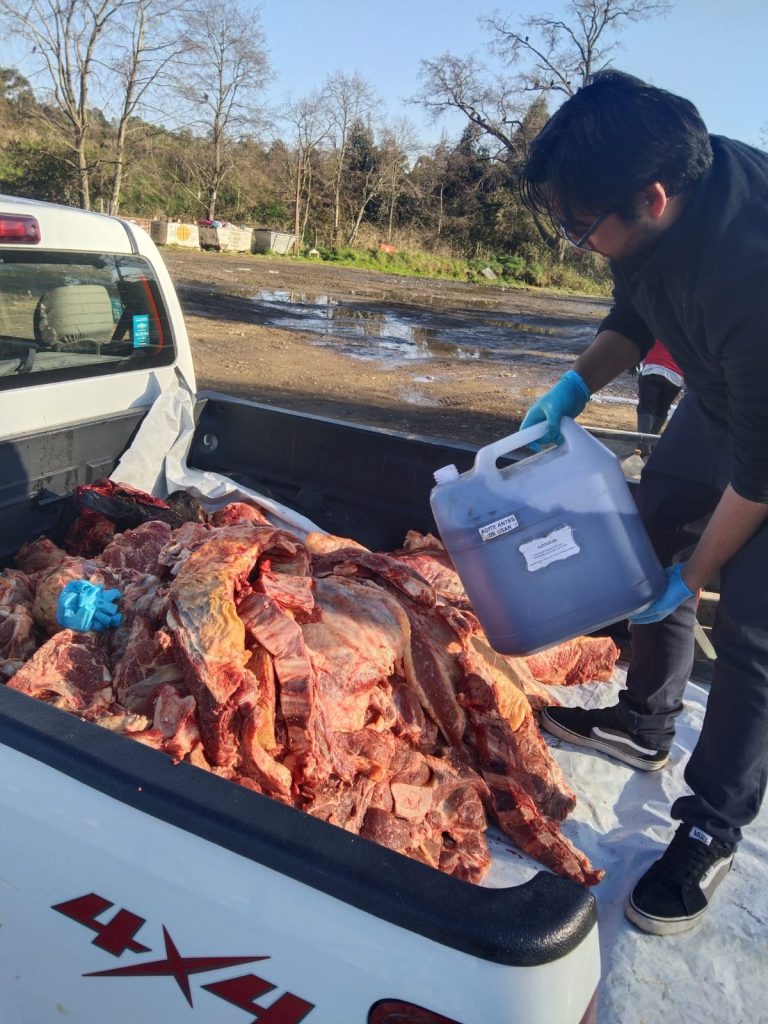 Autoridad Sanitaria elimina más de 400 kilos de carne de vacuno decomisada por la PDI en La Unión