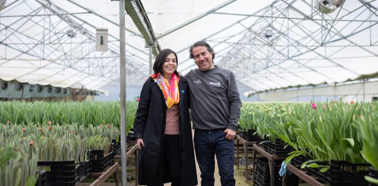 Tulipanes de exportación de Los Ríos adornarán frontis del Centro Cívico de Las Condes