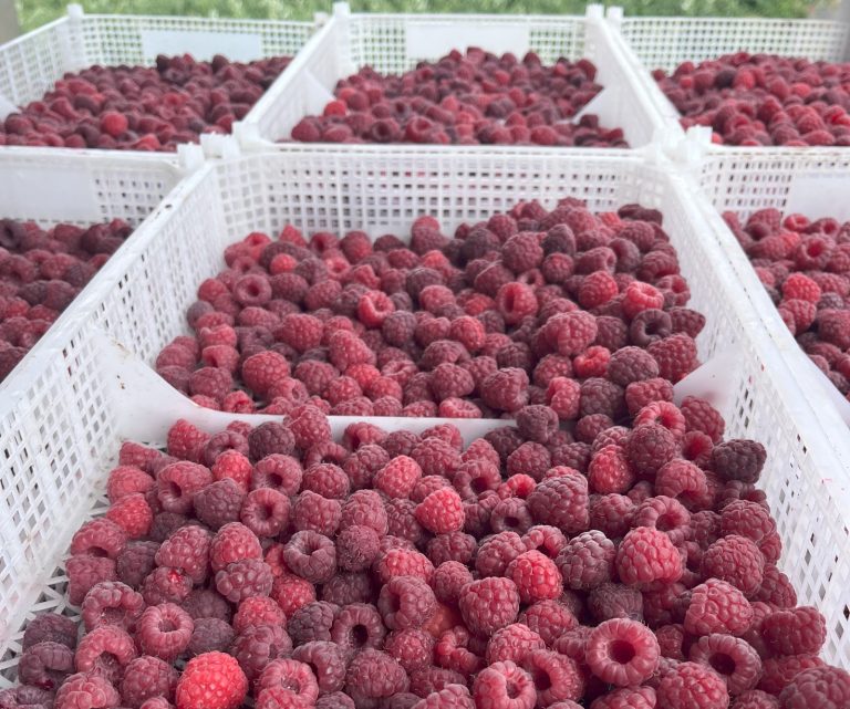 Invitan a participar en el curso de actualización en manejos del cultivo de frambuesas