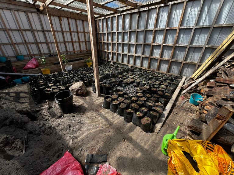 Carabineros incautó 390 plantas de marihuana en sector rural de Lago Ranco