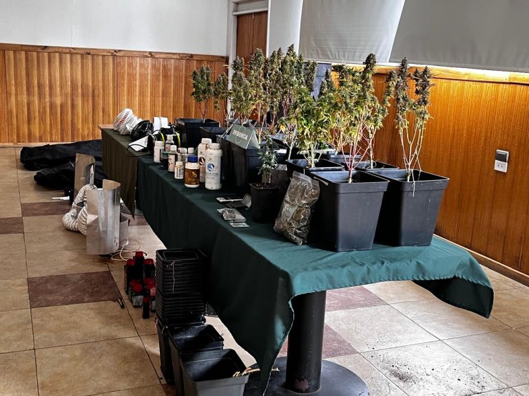 Carabineros incauta 15 plantas de marihuana y detiene a dos personas en Valdivia
