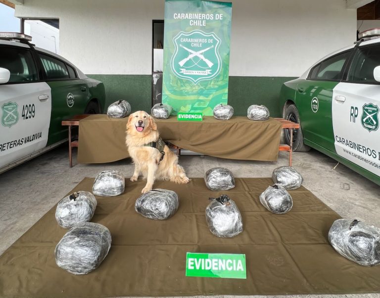Cerca de 60 kilos de drogas ha incautado Carabineros del OS7 Valdivia este año 2024