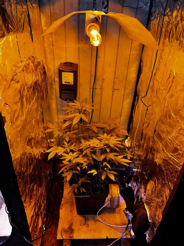 Detienen en Valdivia a hombre por armas ilegales y cultivo de marihuana tras ataque en Plazuela Berlín