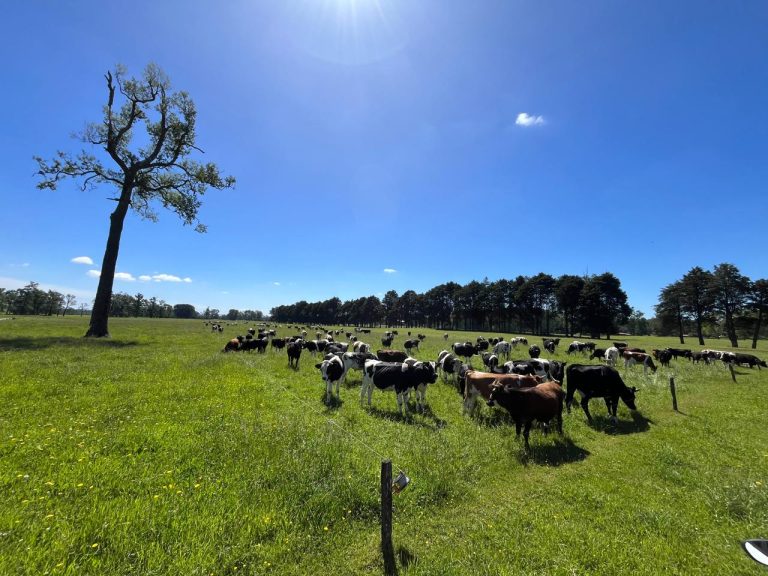Día Mundial del Suelo: Un tributo a quienes regeneran la vida desde la tierra