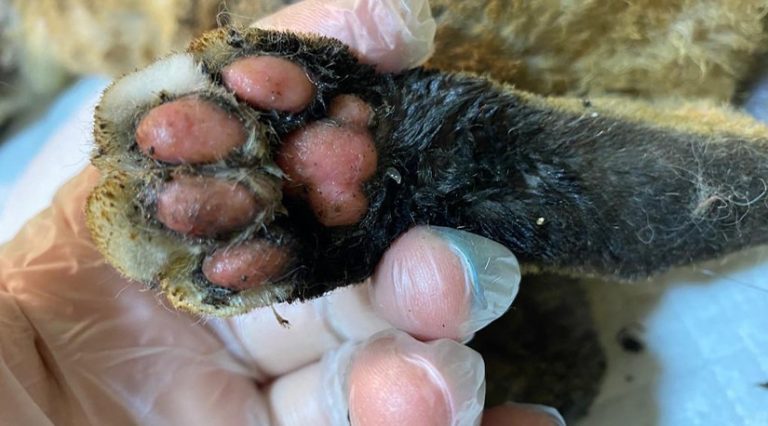 Colmevet llama a considerar la dimensión animal de las emergencia y adelanta llamado a voluntarios