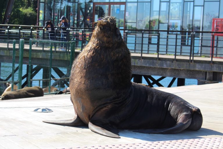 Sernapesca presentó denuncia por maltrato animal contra lobos marinos en Feria Fluvial