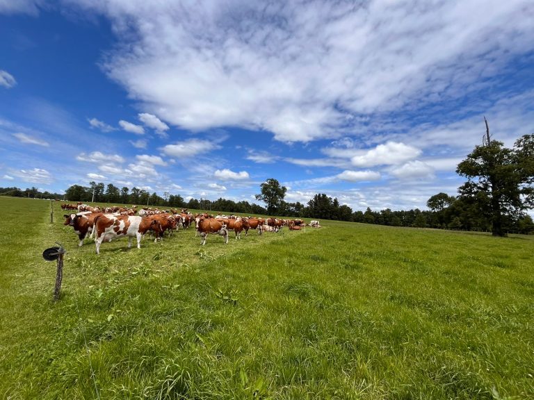 La ganadería regenerativa: una solución sustentable en el debate sobre la alimentación y el medioambiente