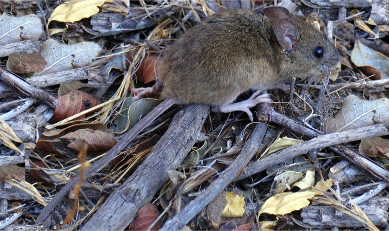 Seremi de Salud refuerza llamado a prevenir contagios de Hantavirus este verano
