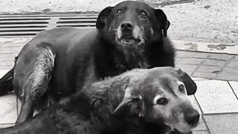 Condenan a tres hombres por brutal muerte de los perros Caballita y Viejito en Valdivia