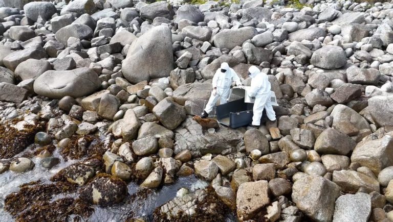Un lobo marino común juvenil rescatado en Mehuín vuelve a su hábitat tras exitosa rehabilitación