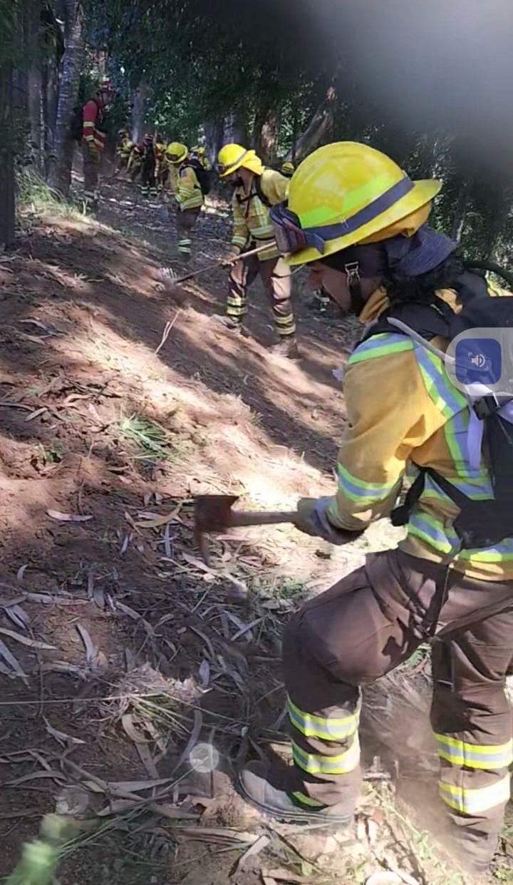 CONAF Los Ríos lleva un 92 por ciento de avance en trabajo de cortafuegos