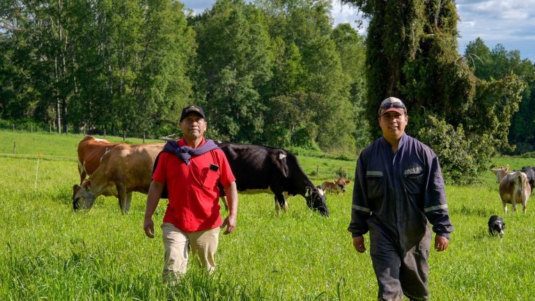 Entrega de maquinaria por parte de INDAP y el GORE impulsa el crecimiento de lechería asociativa de Los Lagos