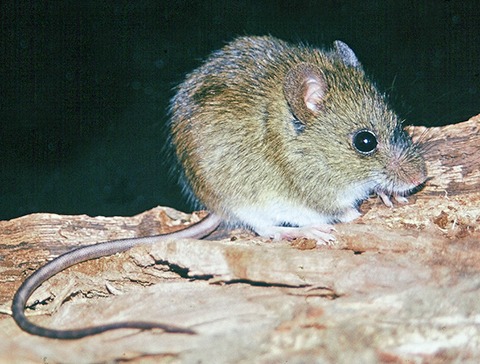 Autoridad sanitaria entrega recomendaciones para acampar seguro y evitar contagios de Hanta