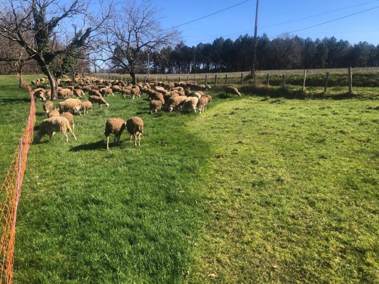 Agricultura y ganadería: Monitorear causas, no solo síntomas