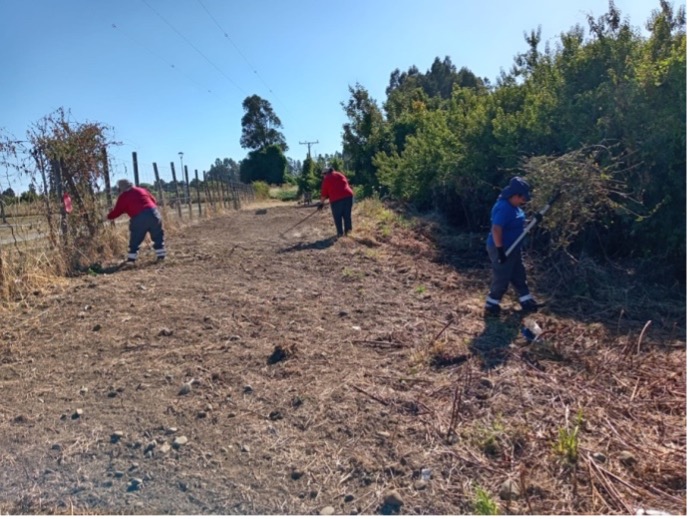 Programa de Empleo de Emergencia de CONAF da trabajo semestral a 249 personas en Los Ríos