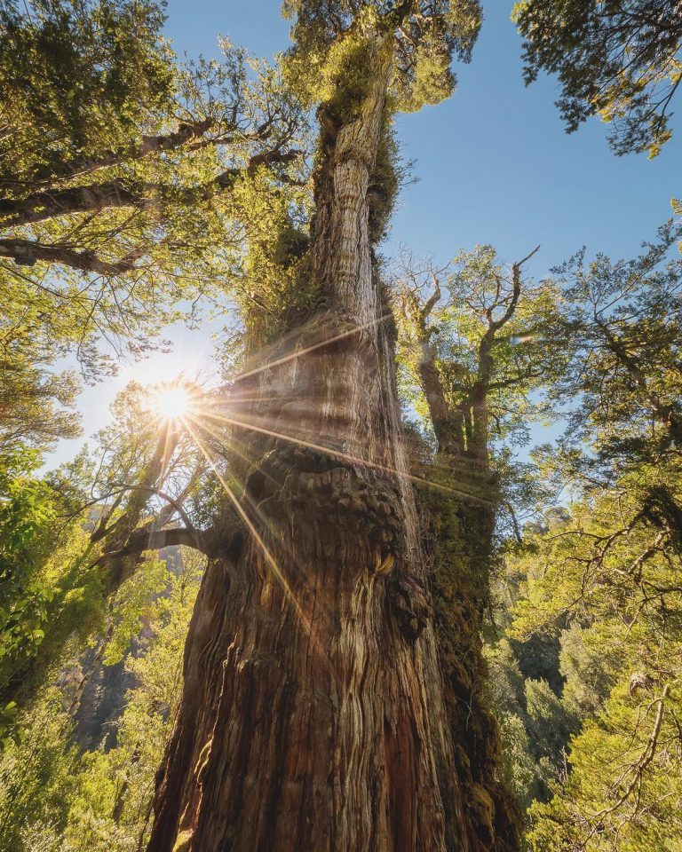 Primera jornada por la defensa del Parque Nacional Alerce Costero