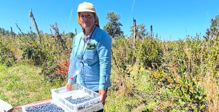 Subsecretaria de Agricultura destaca proyecto de riego de comunidad indígena productora de arándanos