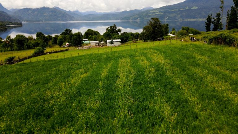 Agrupación de Maihue recibe trilladora para potenciar la producción agrícola y apoyar a vecinos