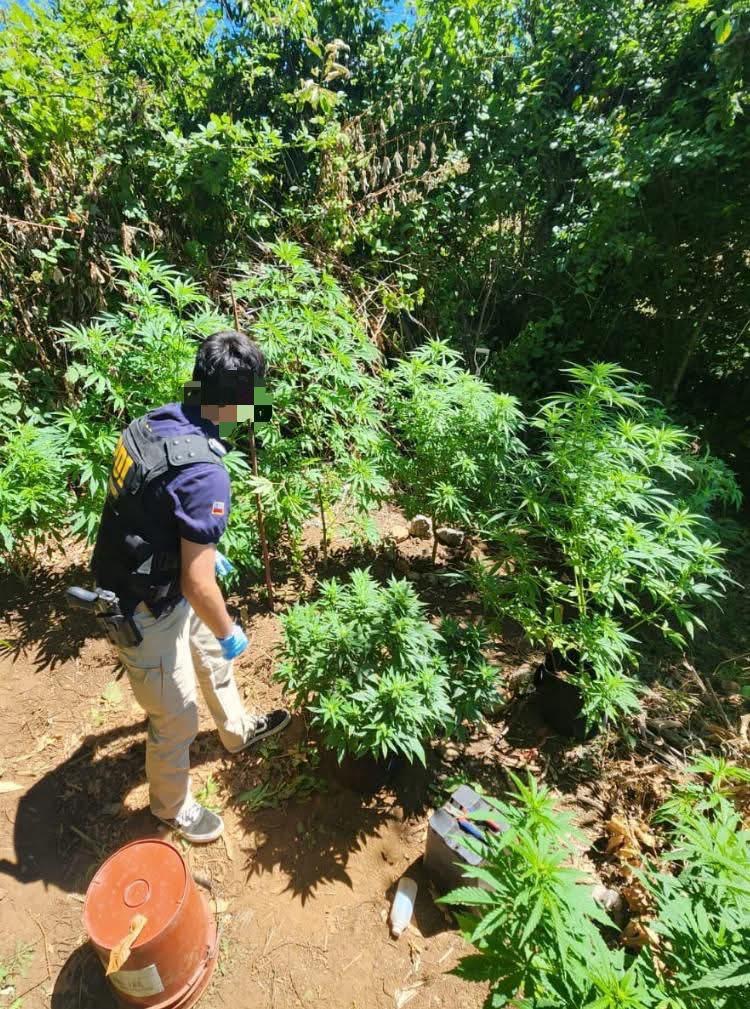 Detienen a hombre que mantenía cultivo de plantas de marihuana