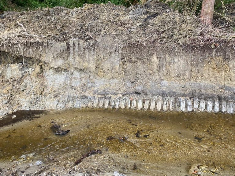Cinco hectáreas de bosque nativo fueron afectadas por corta no autorizada en Paillaco