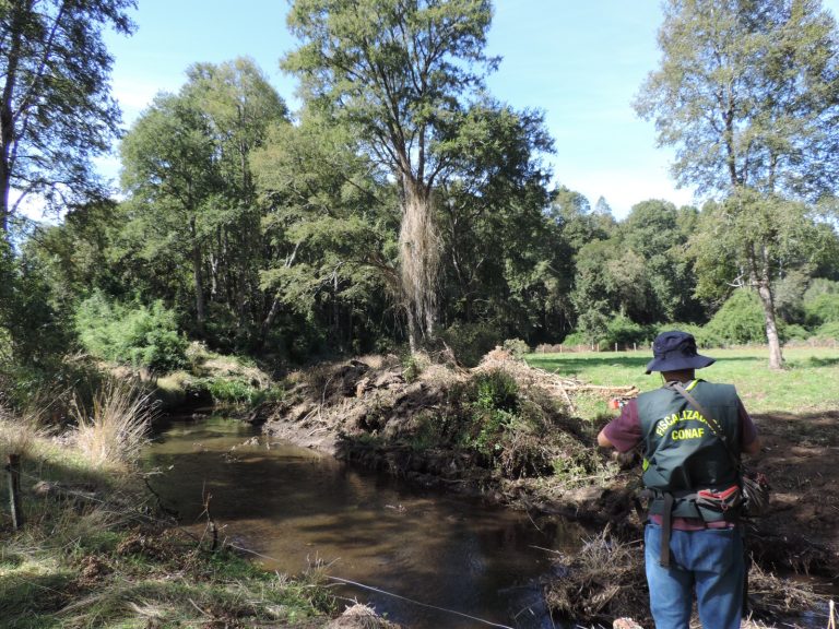 CONAF fiscaliza corta no autorizada de especies nativas en río Muticao de Río Bueno