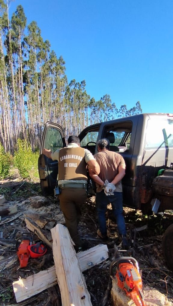 Detienen a tres sujetos por hurto de madera: talaron 55 eucaliptos y portaban arma a fogueo