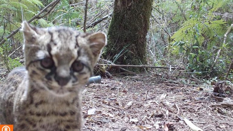 CONAF avista güiña en parque Alerce Costero