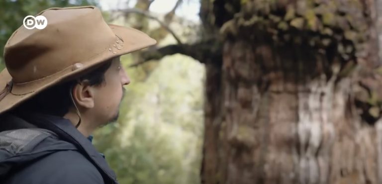 Científico chileno destaca colaboración con medio alemán en reportaje sobre el Alerce Milenario