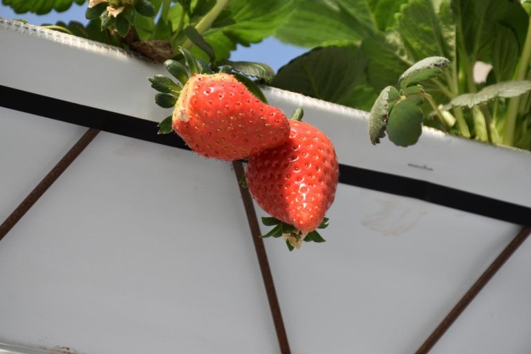 Investigación U. de Chile alerta sobre enfermedad emergente en frutillas