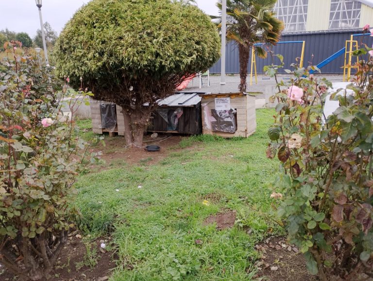 Perros callejeros y comunitarios