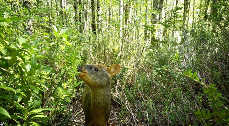 CONAF identifica pudú en Reserva Nacional Mocho Choshuenco