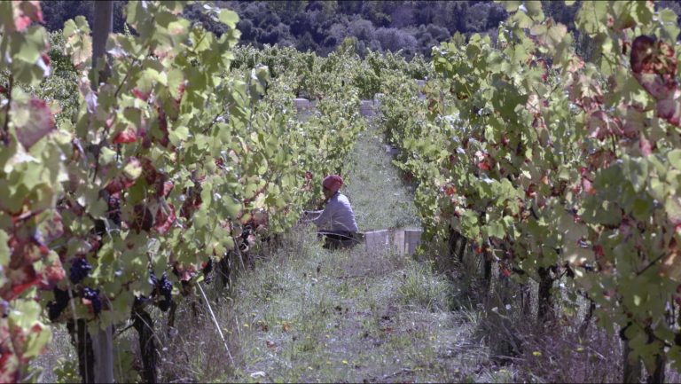 Estrenan serie de TV sobre casos de innovación agroalimentaria en la región de Los Ríos