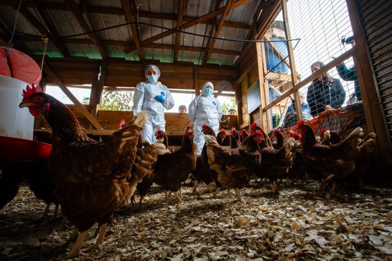 Ministerio de Agricultura llama a reforzar las medidas de bioseguridad para mantener a Chile libre de influenza aviar