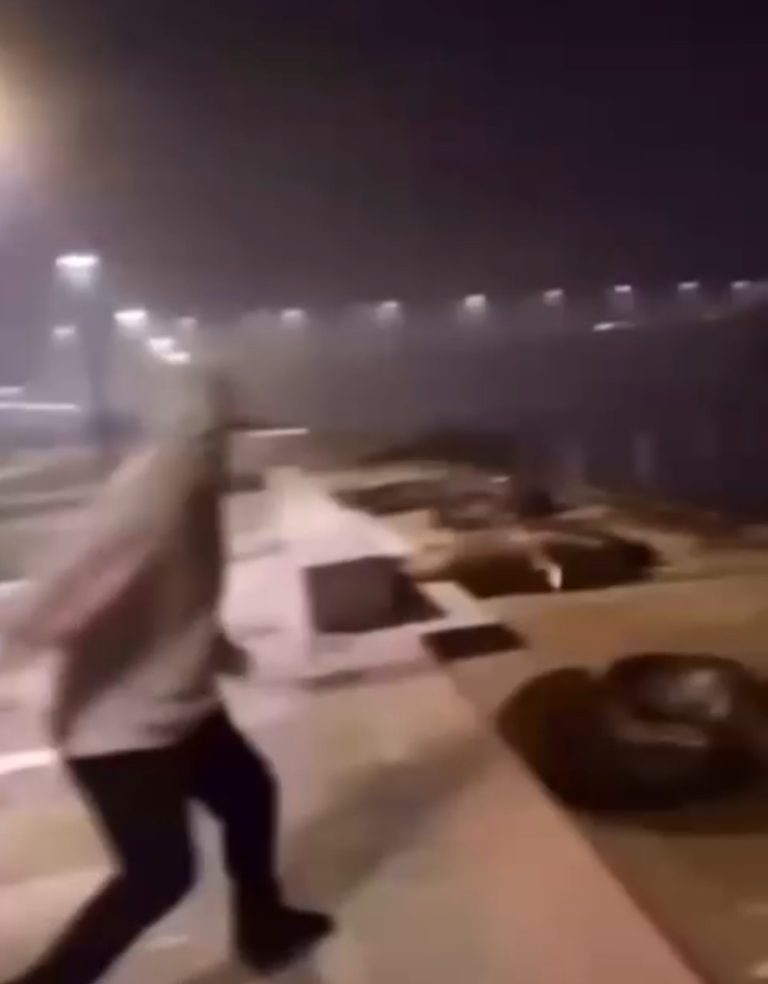 Fiscalía de Los Ríos investiga maltrato a lobos marinos en Valdivia