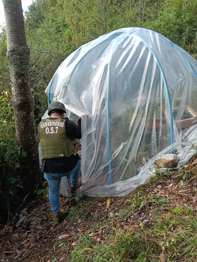 Por tráfico y cultivo de drogas Carabineros del OS7 detuvo a tres adultos