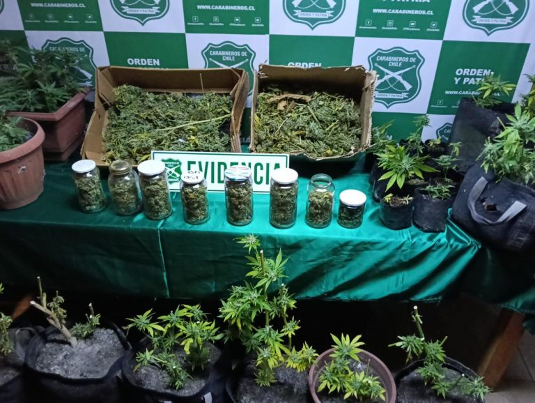 Fiscalia de Los Ríos formalizó a hombre por tráfico de drogas y cultivo de marihuana en Panguipulli