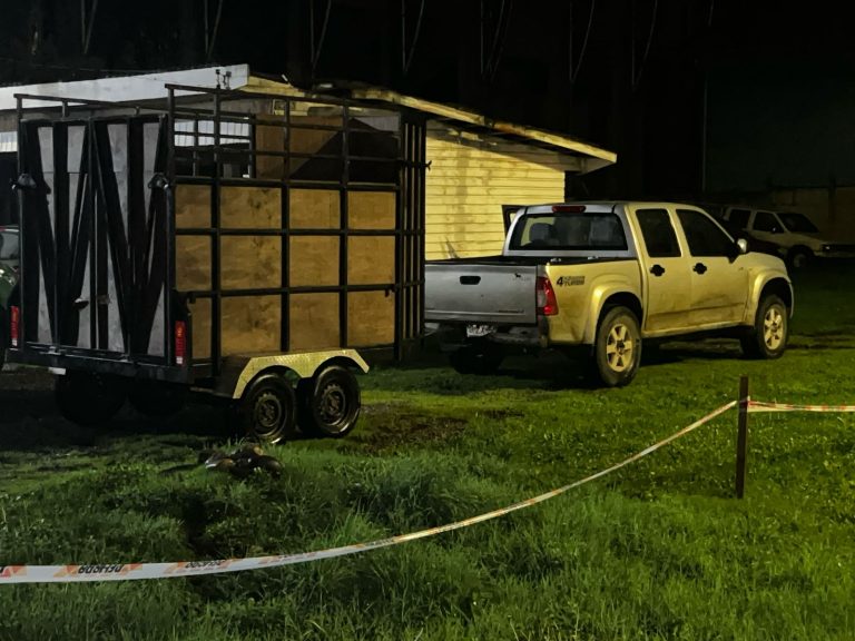 Detienen a sujeto por abigeato en Máfil: transportaba nueve vacunos robados desde fundo en Huillón