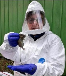 Seremi de salud informa 2 nuevos casos positivos de Hanta virus