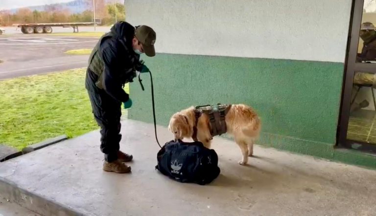 Fiscalía de Los Ríos formalizará el viernes a mujer extranjera detenida con cocaína en La Unión