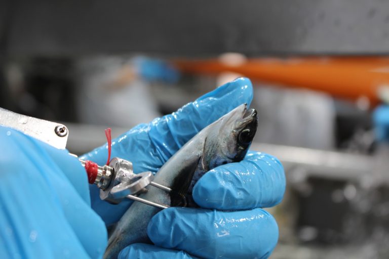 Sernapesca presenta informes anuales de estado sanitario y uso de fármacos en la acuicultura